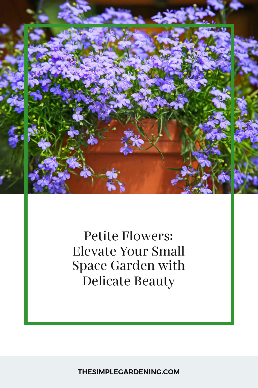 Petite Flowers: Elevate Your Small Space Garden with Delicate Beauty